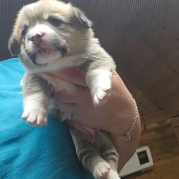 Pink Girl - White and red female Pembroke Welsh Corgi puppy in Keysville, Virginia from CL&L Corgi's