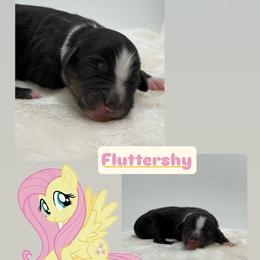 Fluttershy - Tri-color female Bernedoodle puppy in Clermont, Florida from Shadow Bernedoodles & Dog Training