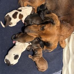 Dachshund and Pembroke Welsh Corgi Puppies from Three K Miniature Dachshunds