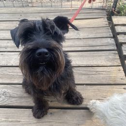 Qi'ra - Miniature Schnauzer