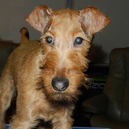 Irish Terriers from Kelly's Irish Terriers