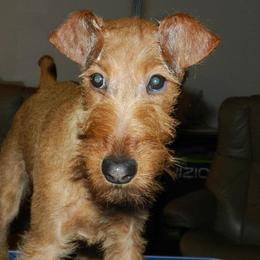 Irish Terriers from Kelly's Irish Terriers