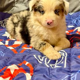Blue male - Blue merle male Miniature Australian Shepherd puppy in Lemon Cove, California from Magic Ranch Mini Aussies