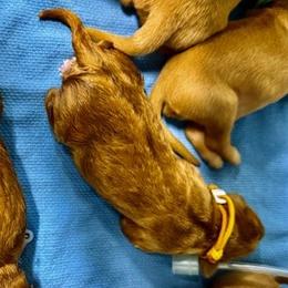 Girl 1 - Golden Retriever puppy from Floyd Ranch Field Goldens