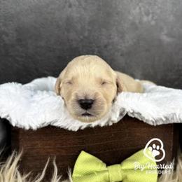 Buzz - Cream male Companion Cross puppy in Utah County, Utah from Big Hearted Breeders