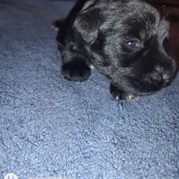 Baby Peach - Black female Miniature Schnauzer puppy in Atascadero, California from Zion Miniature Schnauzers