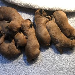 Irish Terrier Puppies from Galeway Irish Terriers