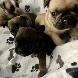 Dachshund and French Bulldog Puppies from State Line Dachshunds & Frenchies