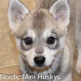 Frost grey and white boy - Gray and white male Alaskan Klee Kai puppy in Klamath Falls, Oregon from Nordic Mini Huskys