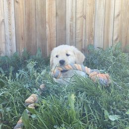 Golden Retriever Puppies from Rainy Day Goldens
