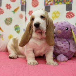 Basset Hound Puppies from Julie Walker-Hall's Basset Hounds
