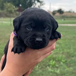 Hazel - Black female Labrador Retriever puppy in Garnett, Kansas from Timberland Creek Labradors