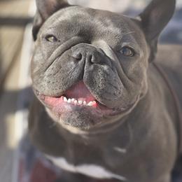 Pudding - French Bulldog