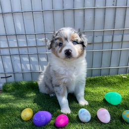 Remington - Blue merle Australian Shepherd puppy in Buckeye, Arizona from Wranglin Aussies