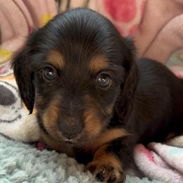 Pink collar girl - Black and tan female Dachshund puppy in Isabel, South Dakota from Blessed Beyond Doxies