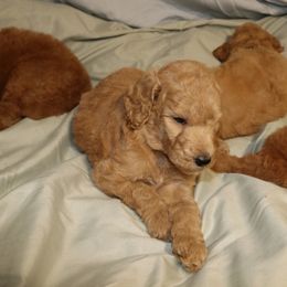 Poodle Puppies from Zoeyy's Precious Poodles