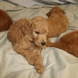 Poodle Puppies from Zoeyy's Precious Poodles