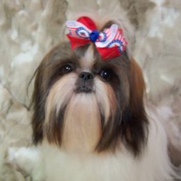 Winston - Shih Tzu