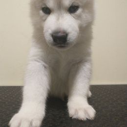 Boy Red - Gray and white Siberian Husky puppy in Coral Gables, Florida from Coral Gables Siberians