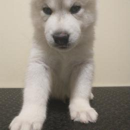 Boy Red - Gray and white Siberian Husky puppy in Coral Gables, Florida from Coral Gables Siberians