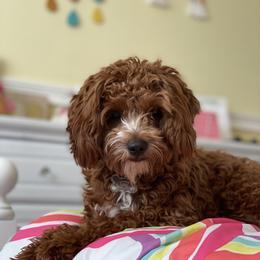 Cavapoo All Grown Up from Bubble-ishous Cavaliers and Cavapoos