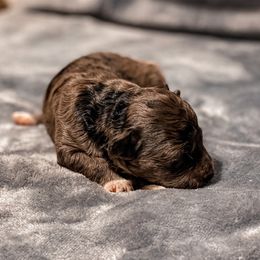 Aussiedoodles from Kce Ranch Doodles