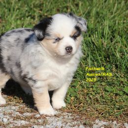 Batcher - Blue merle female Miniature American Shepherd puppy in Hillsdale, Michigan from Faithwalk Aussies and Mini American Shepherds