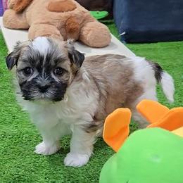 Amara - Brindle and white female Mal-Shi puppy in Aurora, Missouri from KnJ Precious Paws LLC