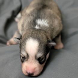 Vito Blue eyes - Wolf sable male Pomsky puppy in Hurleyville, New York from My Crazy Pomskys