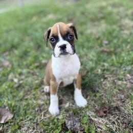 Girl 1 - Fawn female Boxer puppy in Prestonsburg, Kentucky from Bre’s Boxers