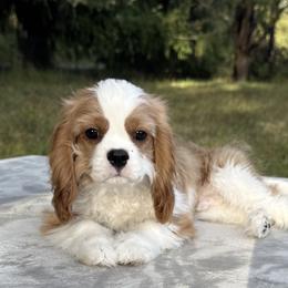 Prince Snuggles - Blenheim male Cavalier King Charles Spaniel puppy in Beaverton, Oregon from Feray Valoir cavaliers
