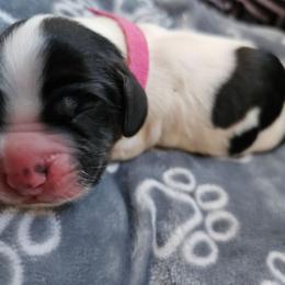 Buddy(pink) - Black white and tan male Cocker Spaniel puppy in Midlothian, Virginia from Swift Creek Cocker Spaniels