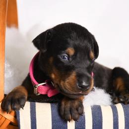 Legacy - Black and rust female Doberman Pinscher puppy in Overton, Texas from Obsidian Kennel