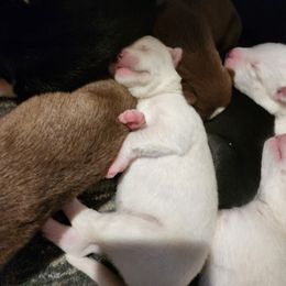 Inara - White female Siberian Husky puppy in Madison, Georgia from Thornbury Kennel