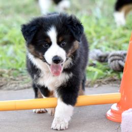Astro - Black tri male Miniature Australian Shepherd puppy in Wichita Falls, Texas from Shooting Stars Ranch Toy and Mini Aussies