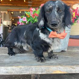 Camo - Dachshund