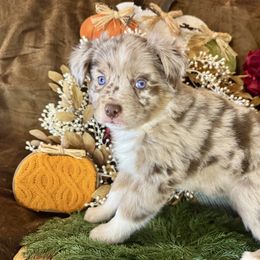 Winnie - Red merle female Miniature Australian Shepherd puppy in California from Eagle River Aussies