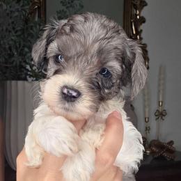 Duke - male Golden Mountain Doodle puppy in Palestine, Texas from KK's Doodle Bunch