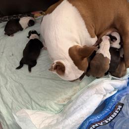 Girl 4 - Brindle and white female Boston Terrier puppy in Sunnyside, Washington from Castellanos Bostons