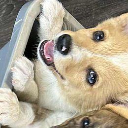 American Corgis and Cardigan Welsh Corgis from Silver Moon Cardigan Corgis