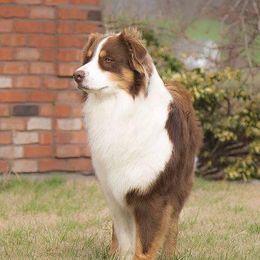 Ariat - Australian Shepherd