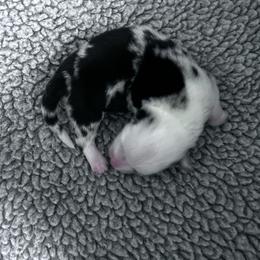 KC - Blue merle and white female Cardigan Welsh Corgi puppy in Kerens, West Virginia from Leather & Lace