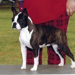 Dande - Boston Terrier