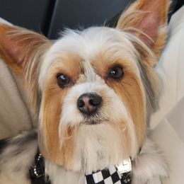 Mojo - Yorkshire Terrier