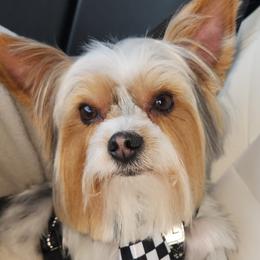 Mojo - Yorkshire Terrier