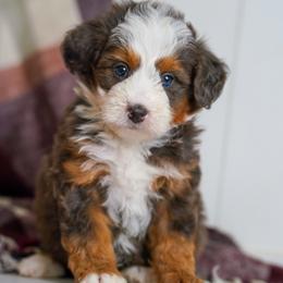 Angel - Merle female Bernedoodle puppy in Dundee, Ohio from Down Home Doodle