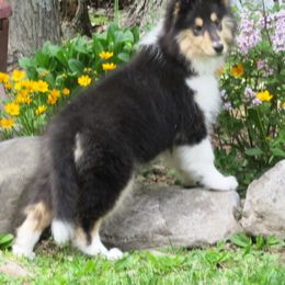 Collie Puppies from Riverrun Collies