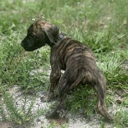 Ziti - Brindle male Great Dane puppy in Lehigh Acres, Florida from Florida Wrinkles