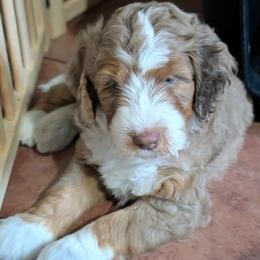 Arlington - Red merle male Aussiedoodle puppy in New Durham, New Hampshire from Ridgeview Aussiedoodles