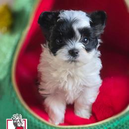 Jinu - Parti male Yorkshire Terrier puppy in California from Corazon de gigante